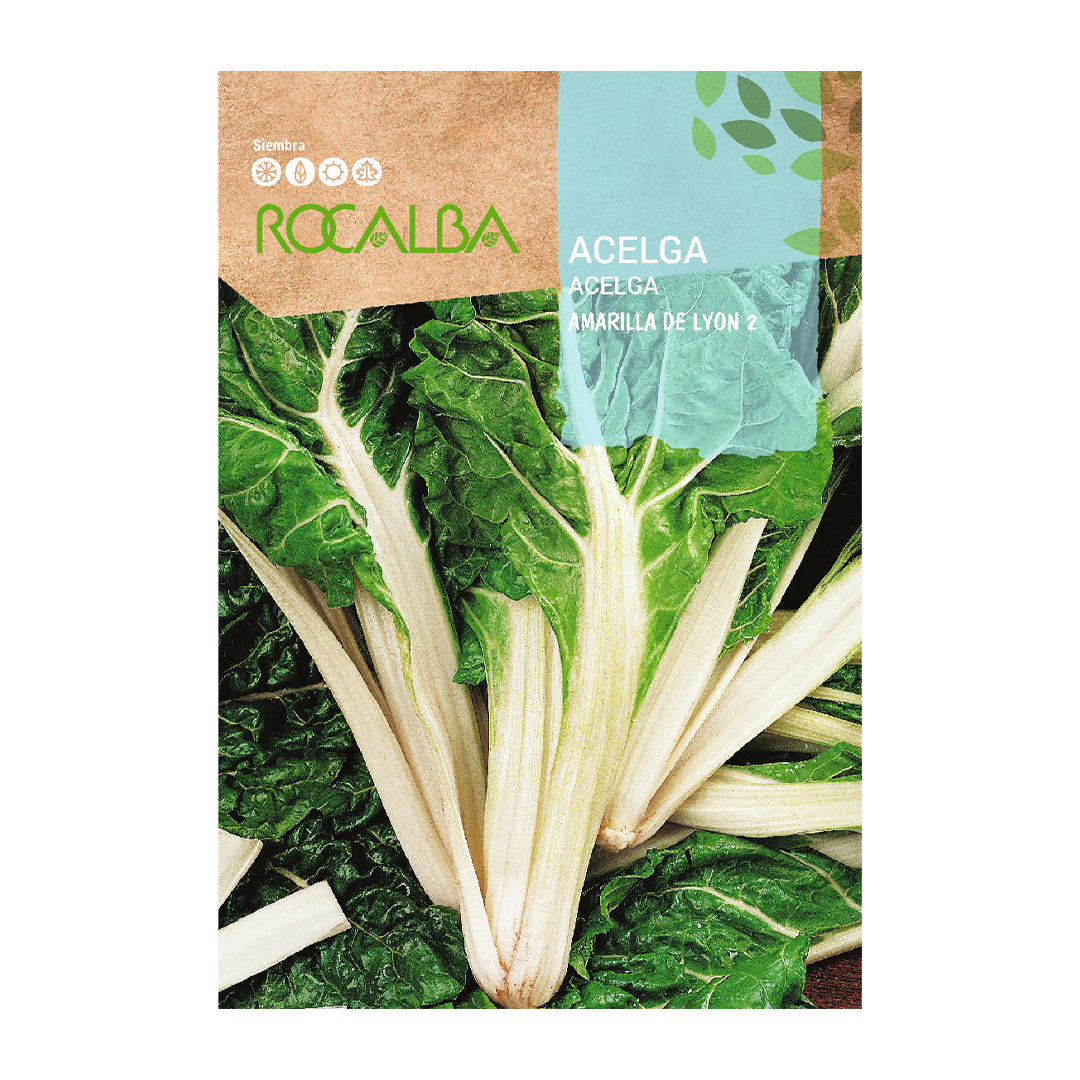 Acelga Amarilla de Lyon