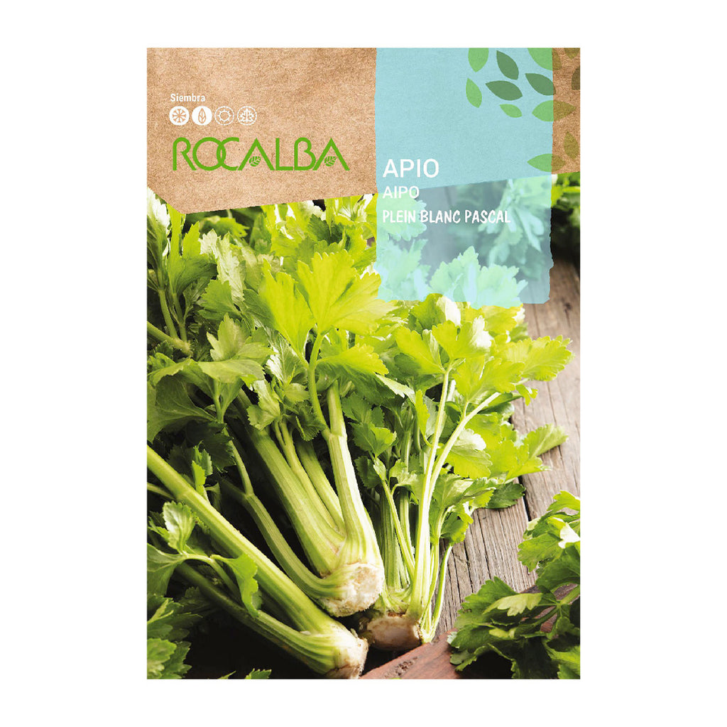 Apio Plein Blanc Pascal