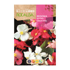 Begonia Semperflorens Variada