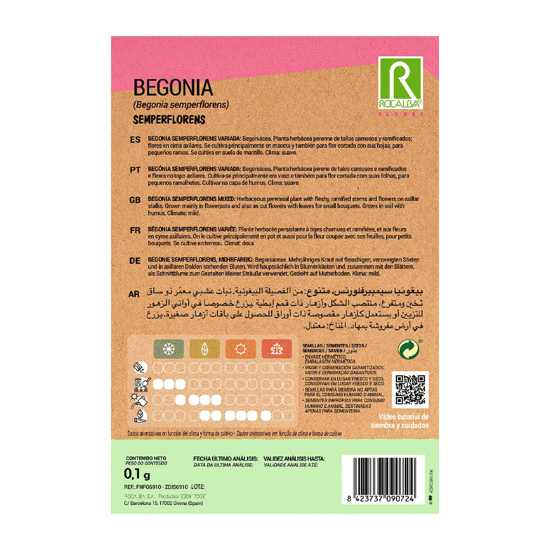 Begonia Semperflorens Variada