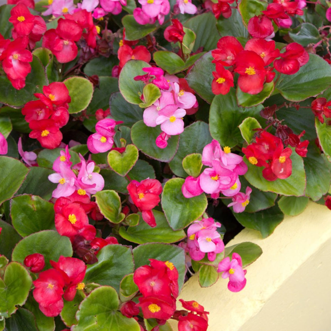 Begonia Semperflorens Variada
