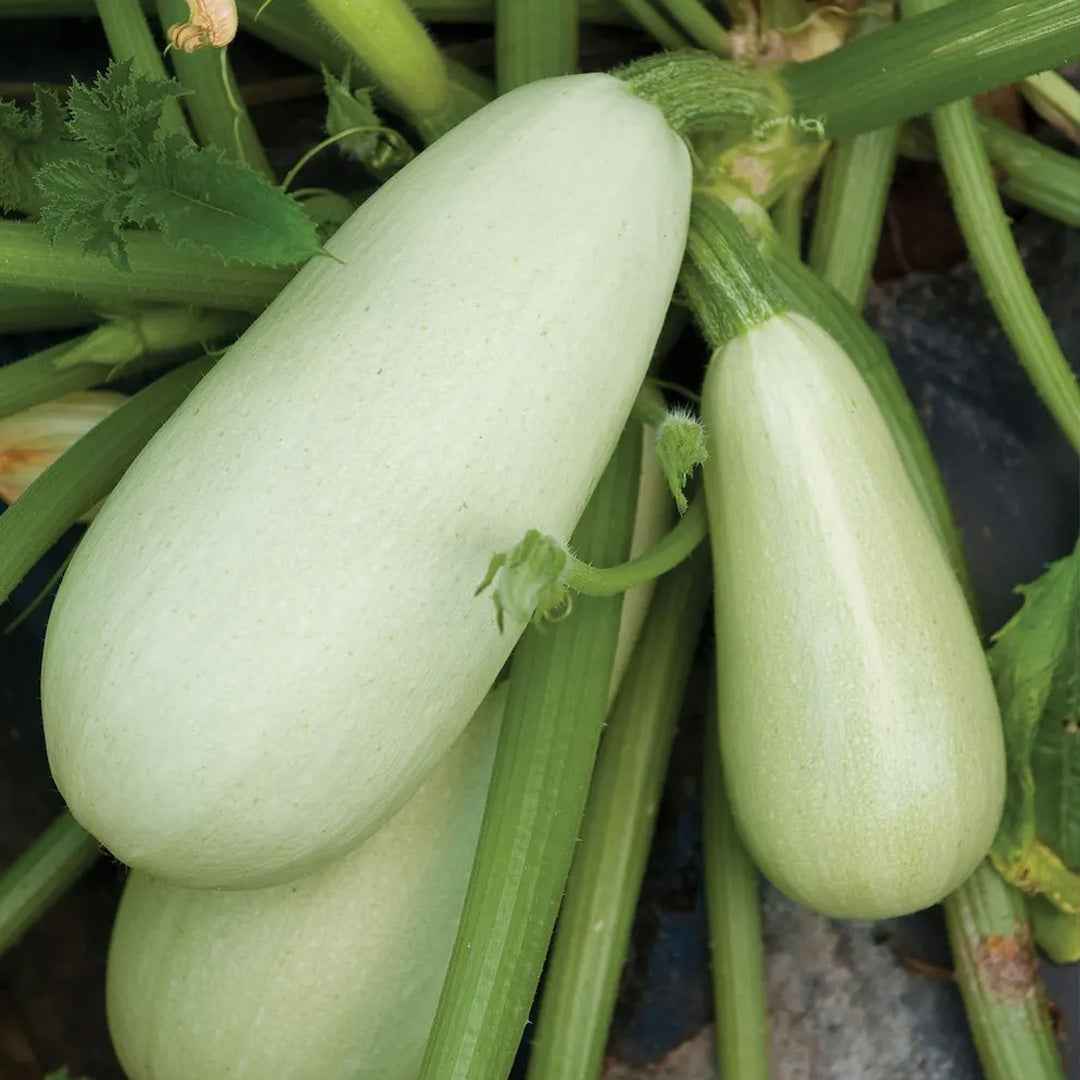 Calabacín Virginia 3