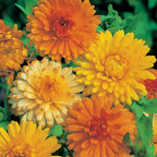 Caléndula Doble Variada