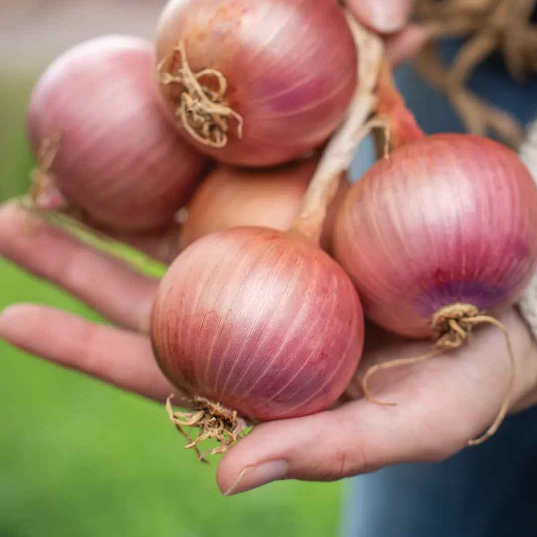Cebolla Morada de Amposta