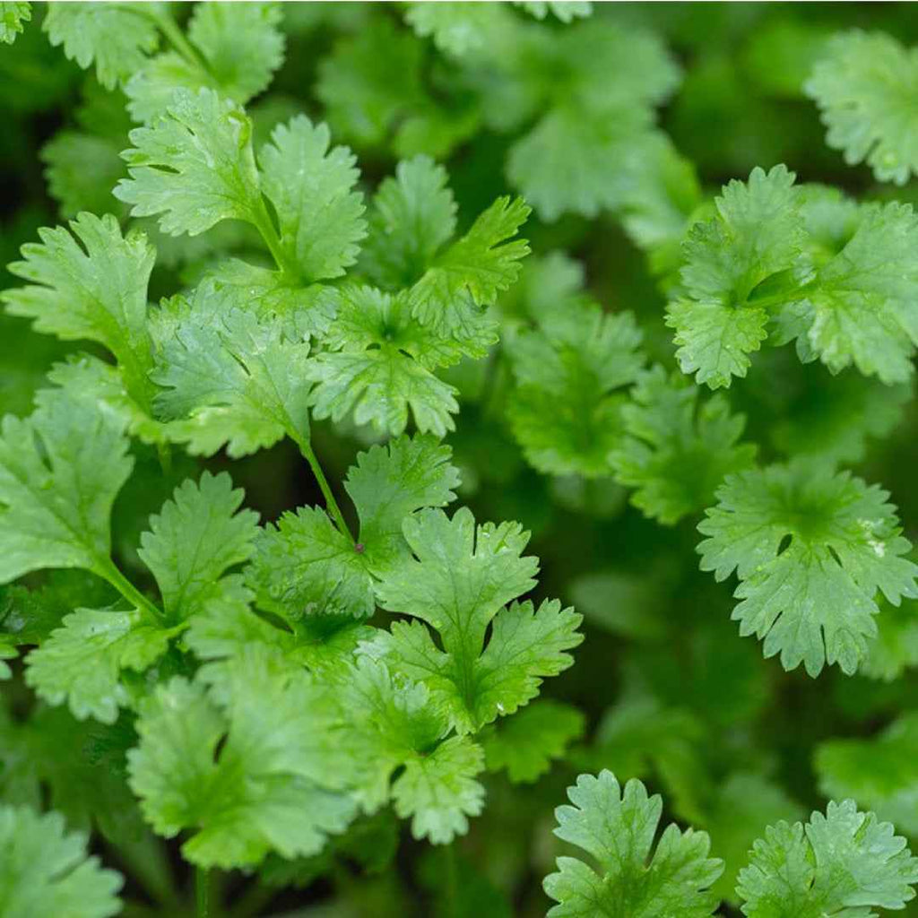 Cilantro