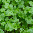 Cilantro