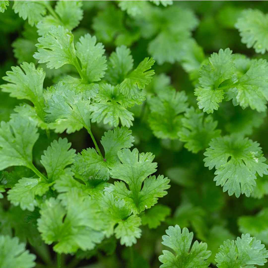Cilantro