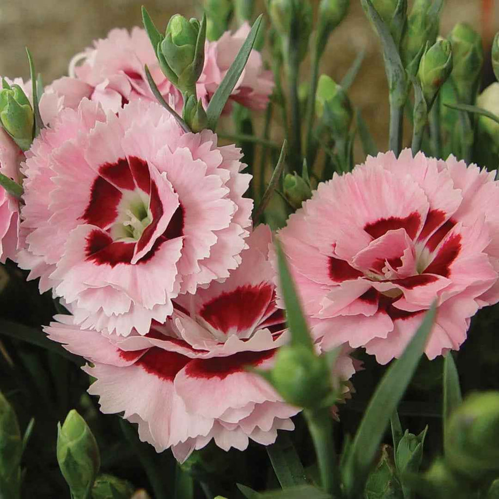 Clavel Chino Variado