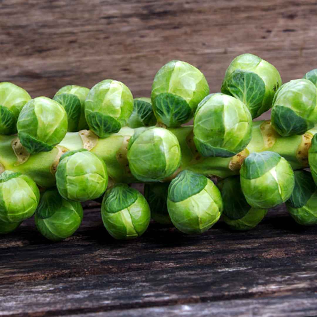 Col de Bruselas Medio Enana de la Halle