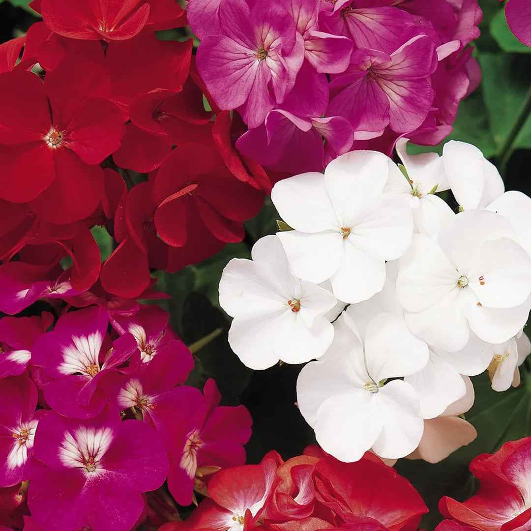 Geranio Variado