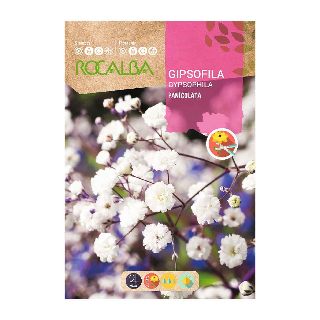 Gipsofila Paniculata Blanca