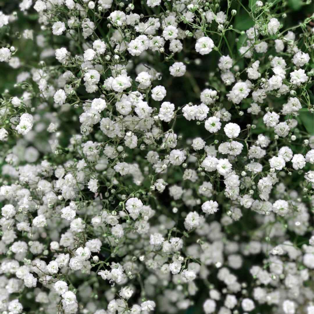 Gipsofila Paniculata Blanca