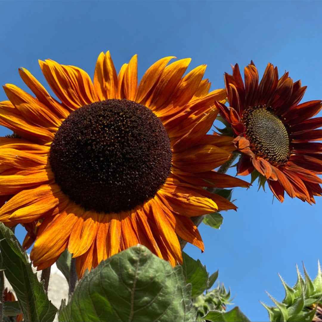Girasol Beaute D'Automne Variado