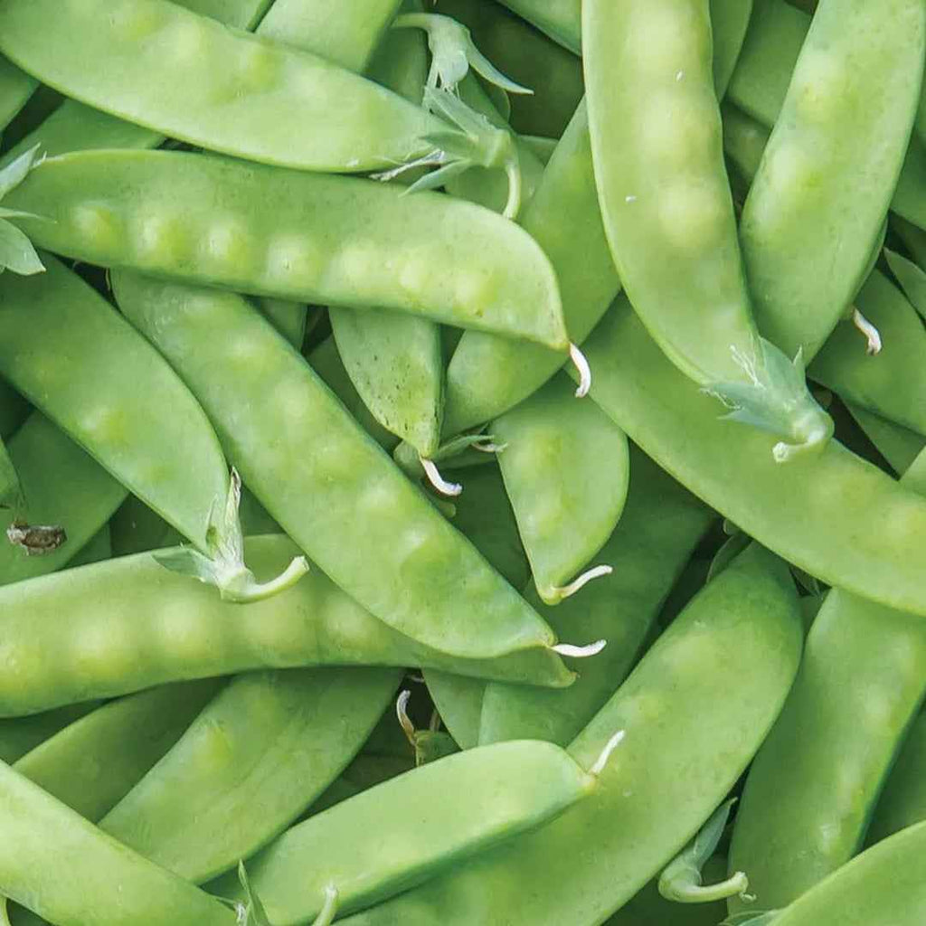 Guisante Tirabeque