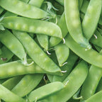 Guisante Tirabeque