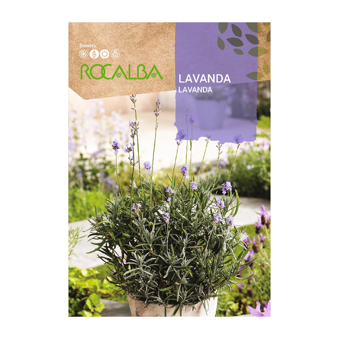 Lavanda