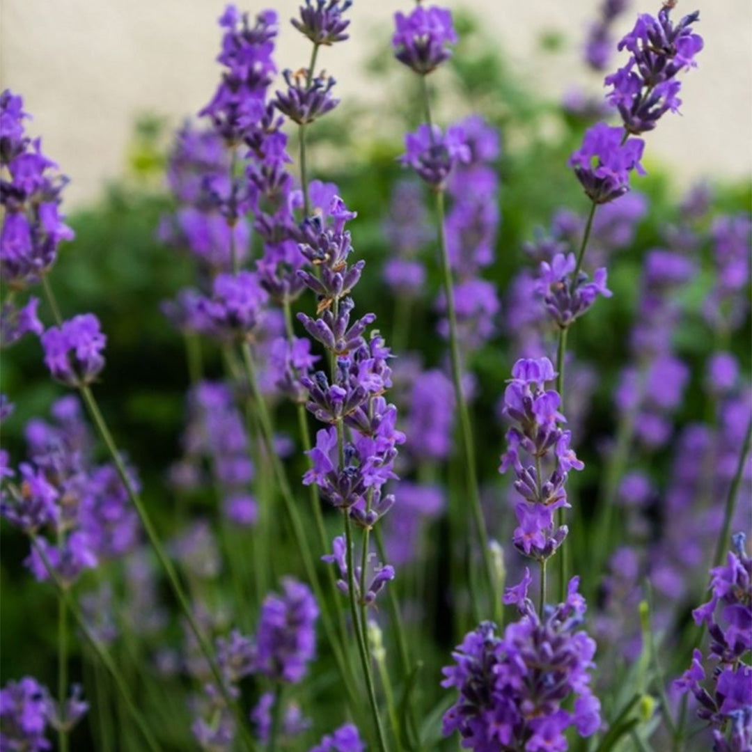 Lavanda