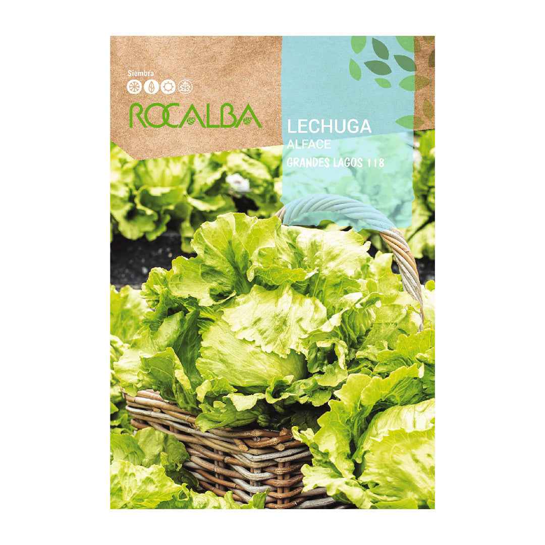 Lechuga Grandes Lagos 118