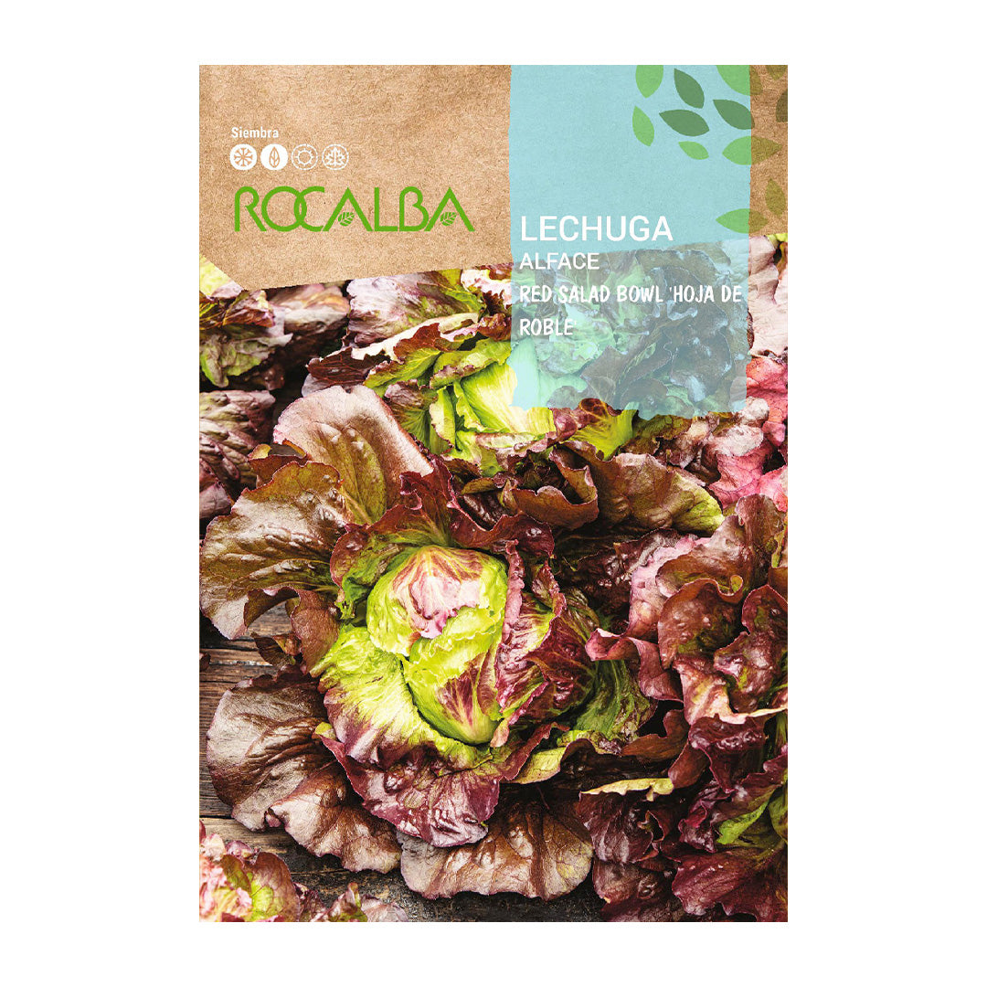 Lechuga Red Salad Bowl Hoja de Roble