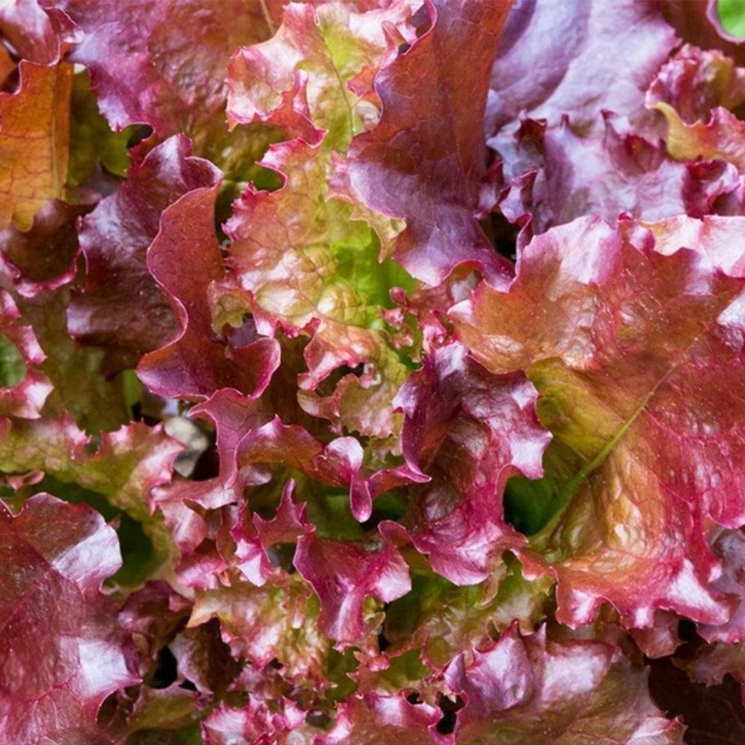 Lechuga Red Salad Bowl Hoja de Roble