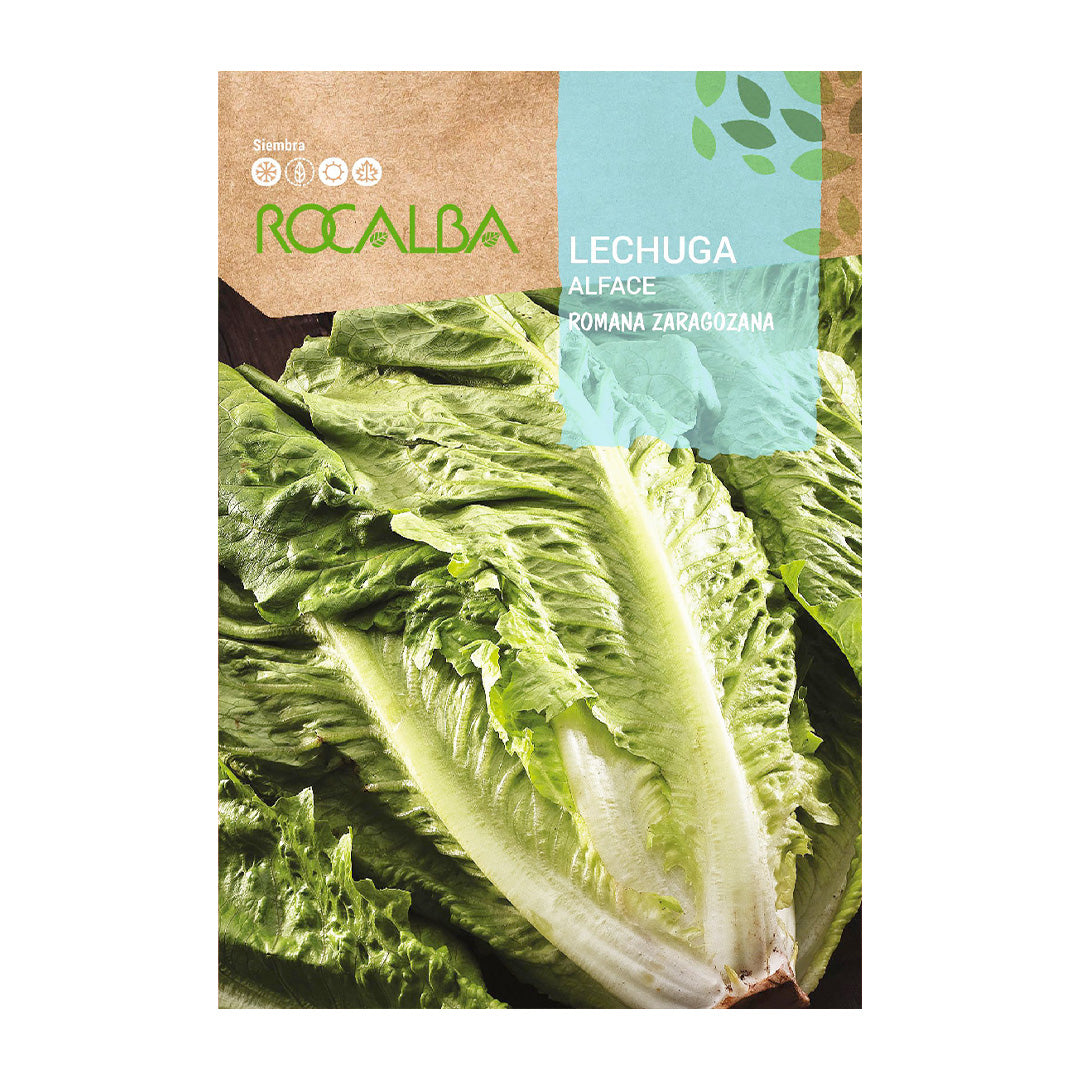 Lechuga Romana Zaragozana