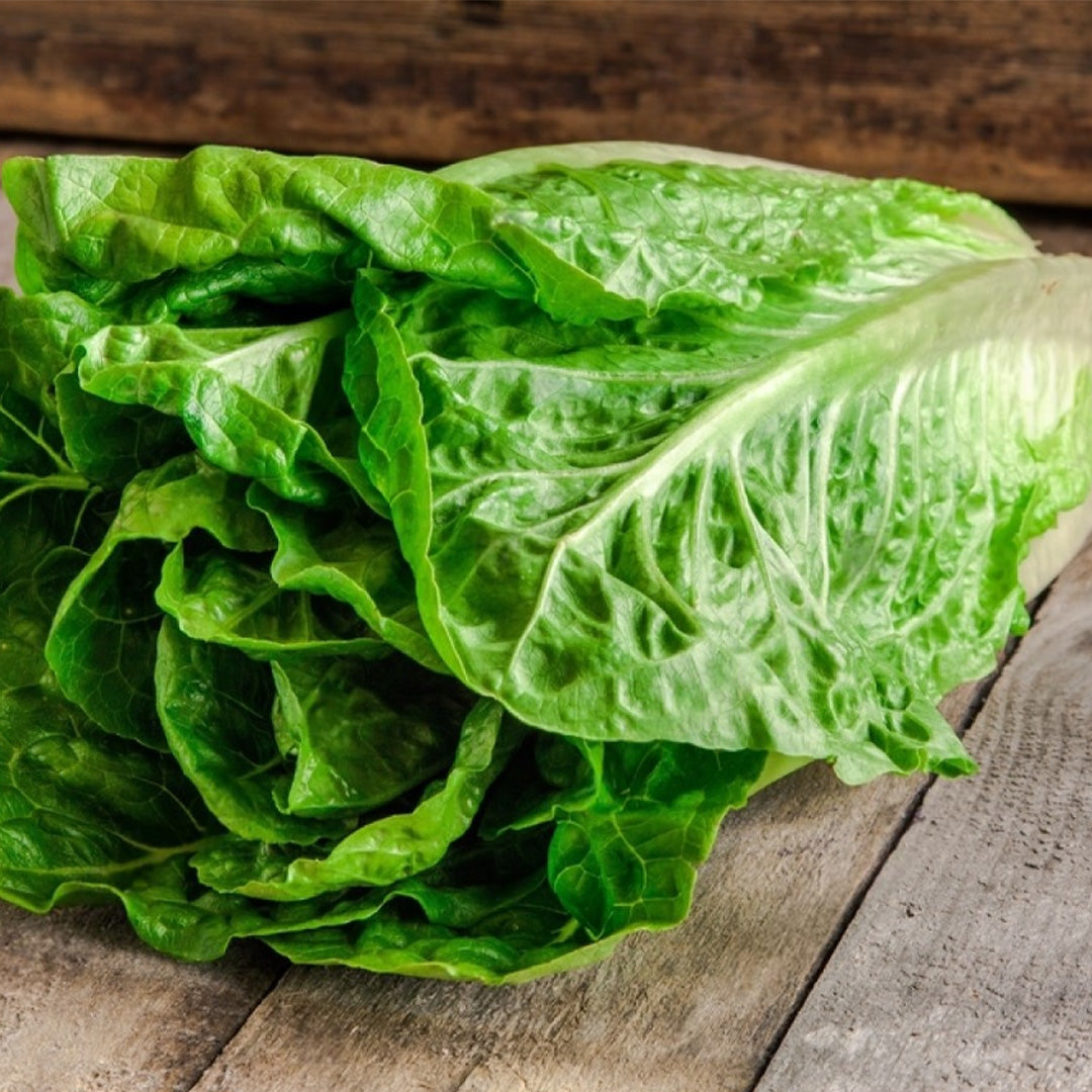 Lechuga Romana Zaragozana