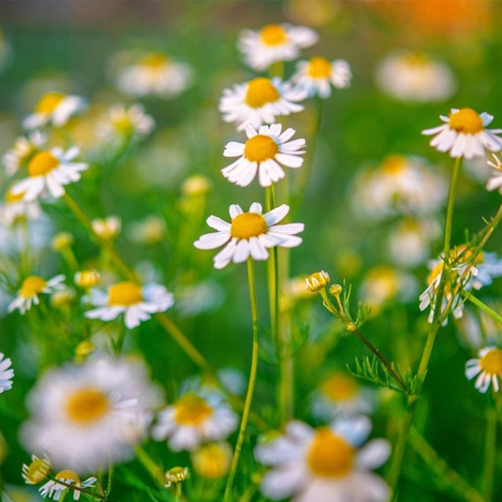 Bienestar y Calma Mix