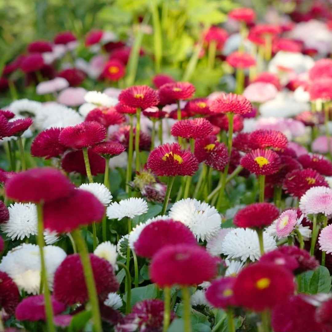 Margarita de los Prados Superenorme Doble Variada