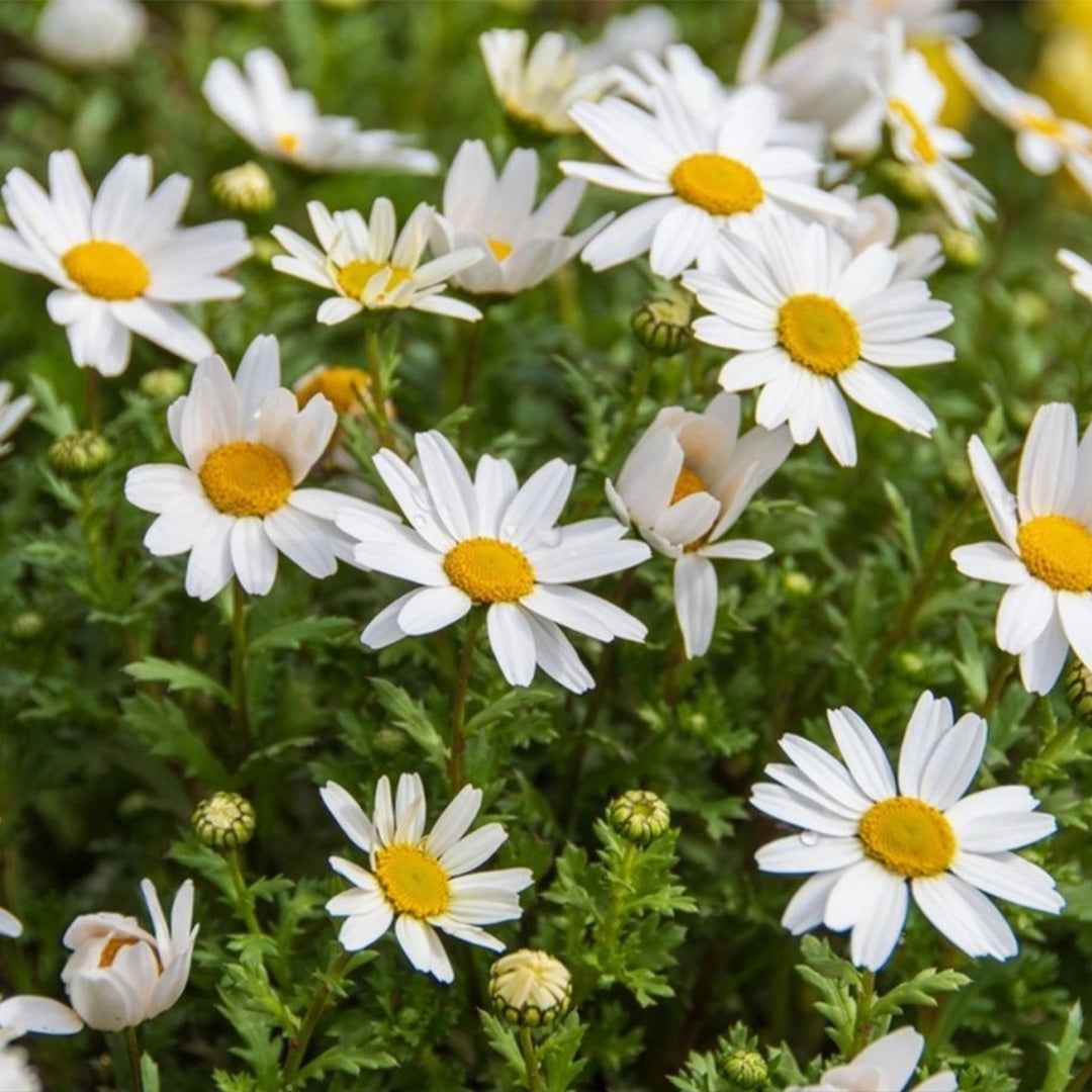 Paraíso de polinizadores Mix