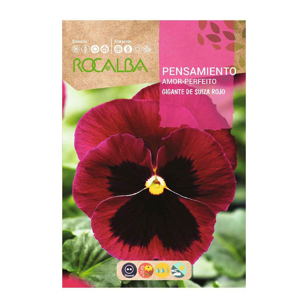 Pensamiento Gigante de Suiza Rojo