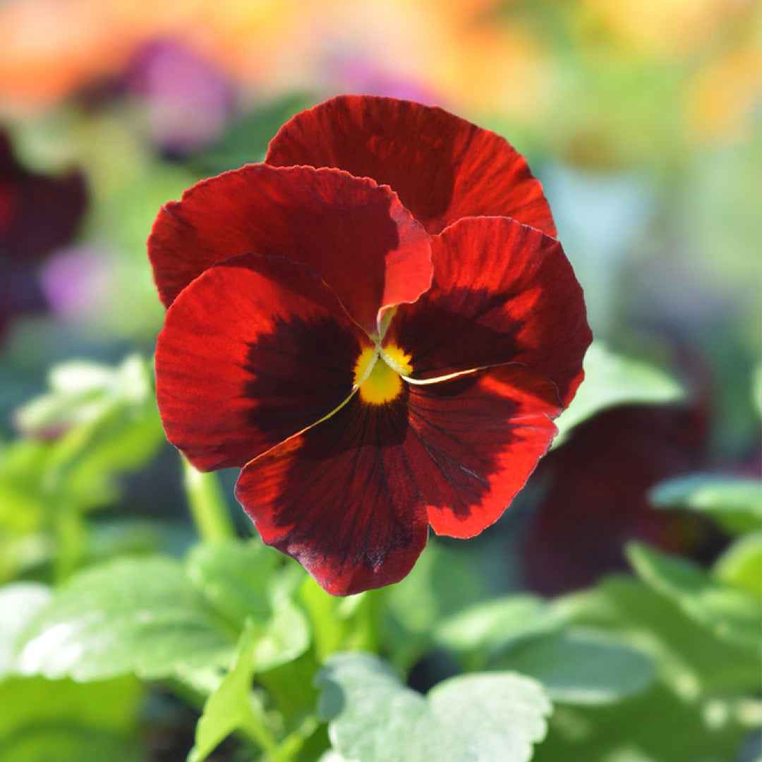 Pensamiento Gigante de Suiza Rojo