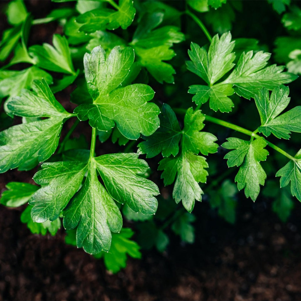 Perejíl de Hoja Lisa