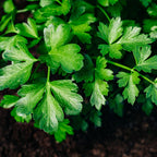 Perejíl de Hoja Lisa