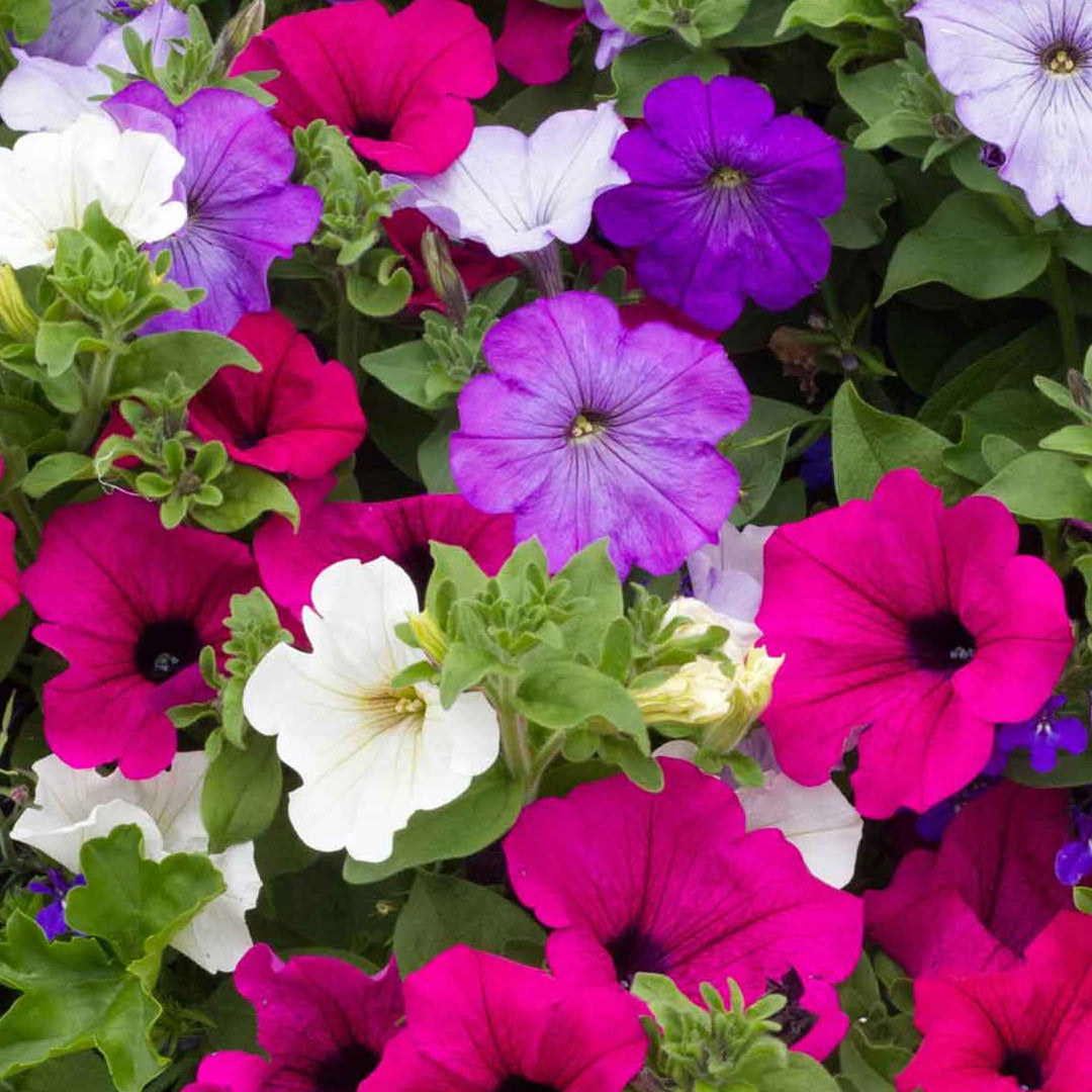 Petunia Colorama Híbrida F-2 Variada