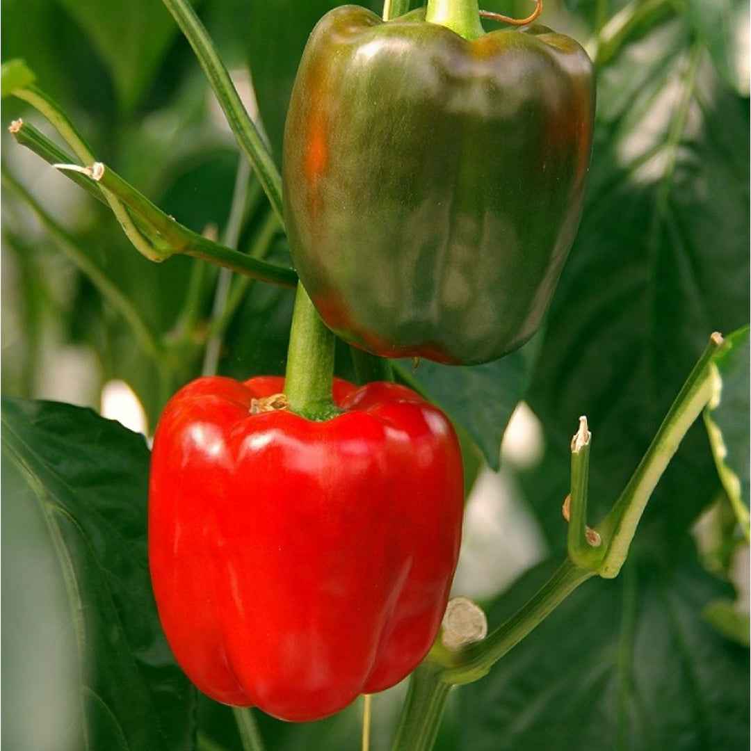 Pimiento California Wonder