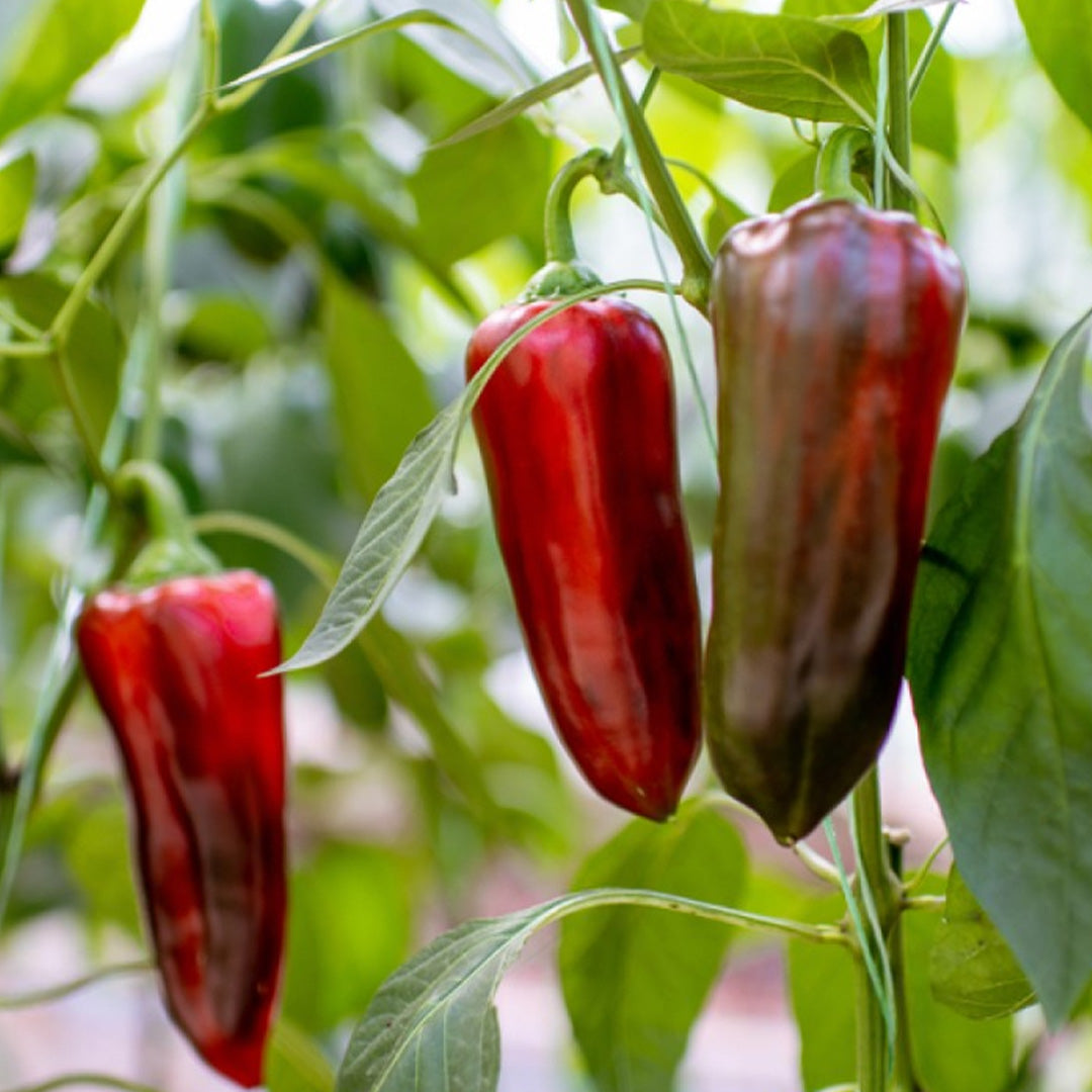 Pimiento Dulce de España