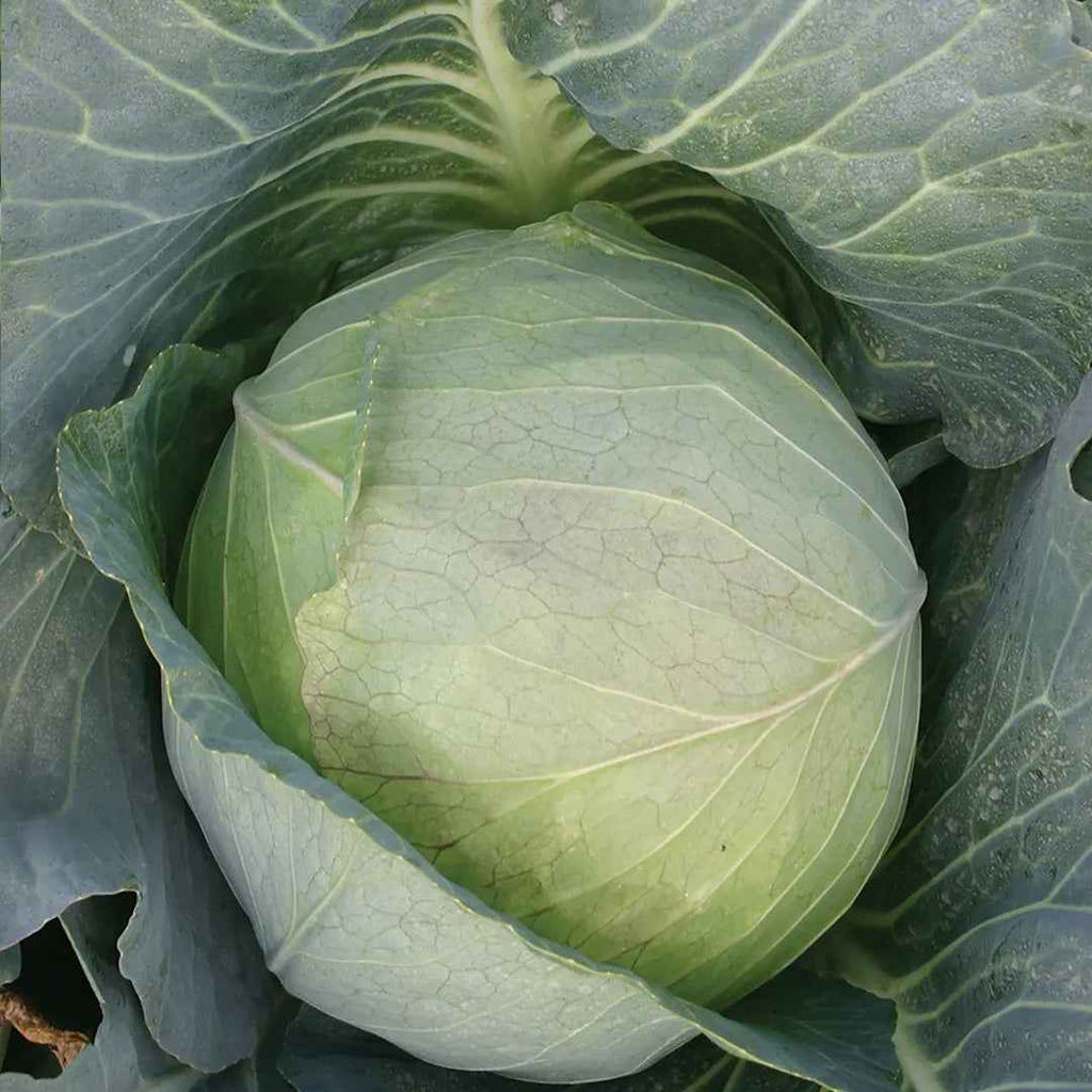 Col Repollo Brunswick