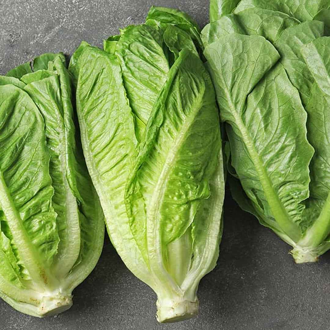 Lechuga Romana Teresa