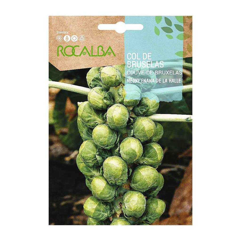 Col de Bruselas Medio Enana de la Halle