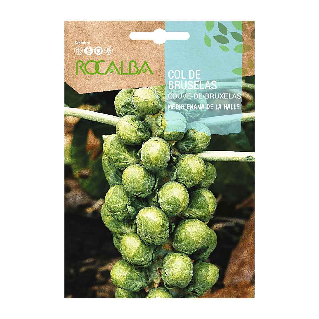 Col de Bruselas Medio Enana de la Halle