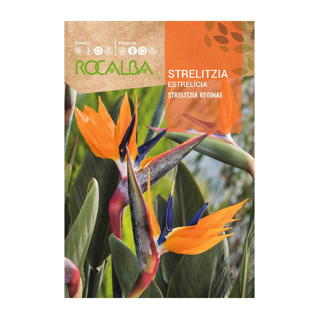 Strelitzia