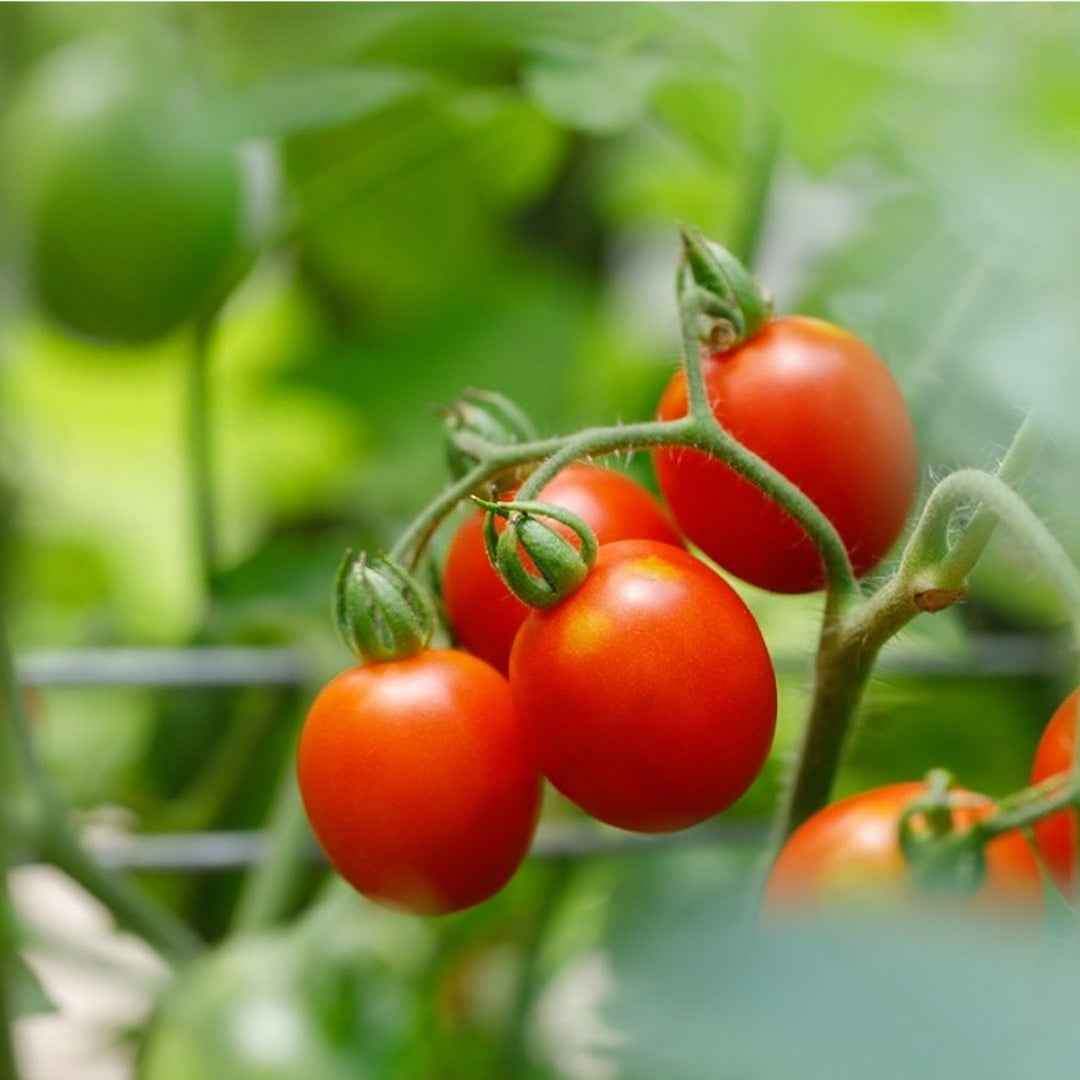 Tomate Red Cherry
