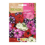 Verbena Sparkle Híbrida Variada