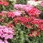 Verbena Sparkle Híbrida Variada