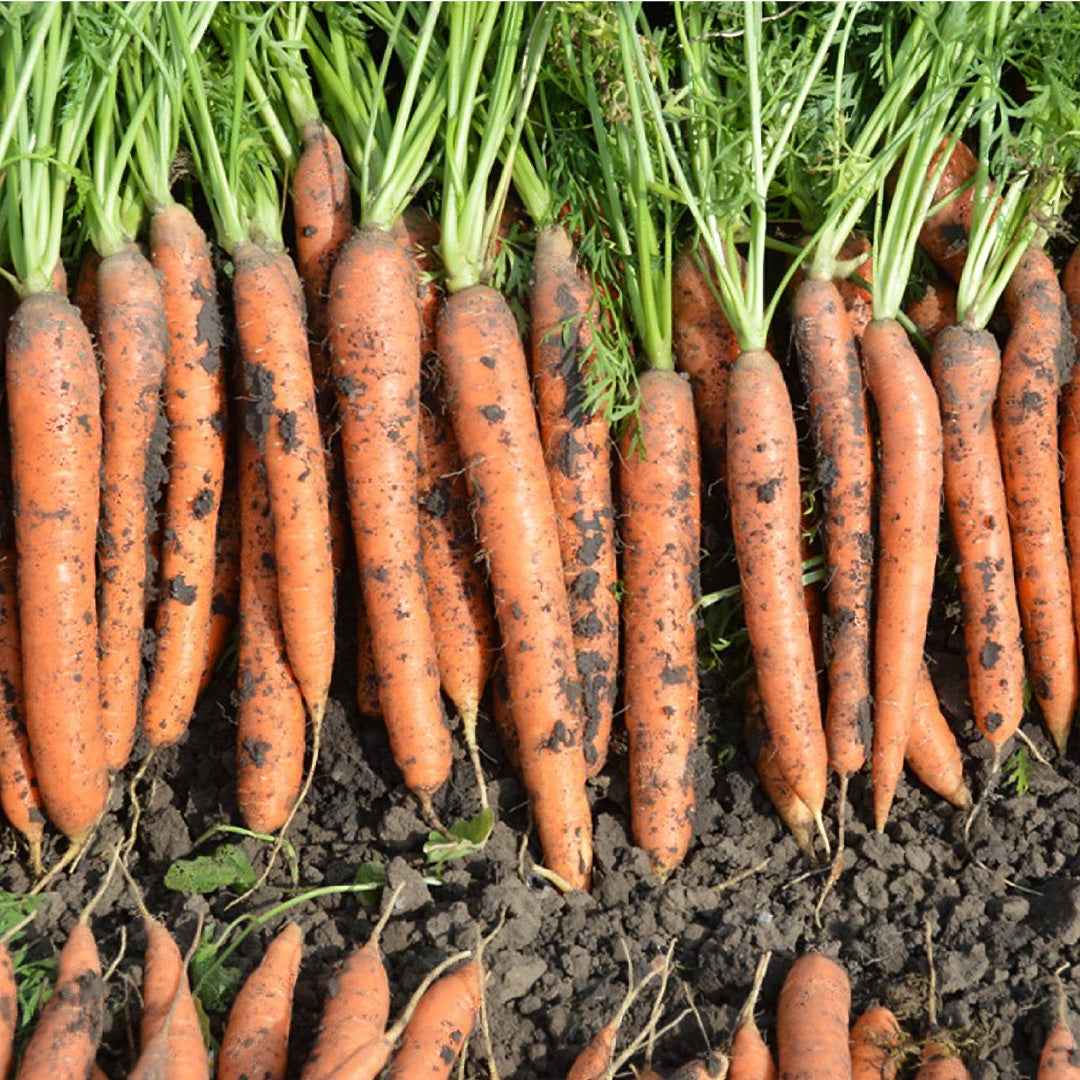 Zanahoria Nantesa 2 Toro
