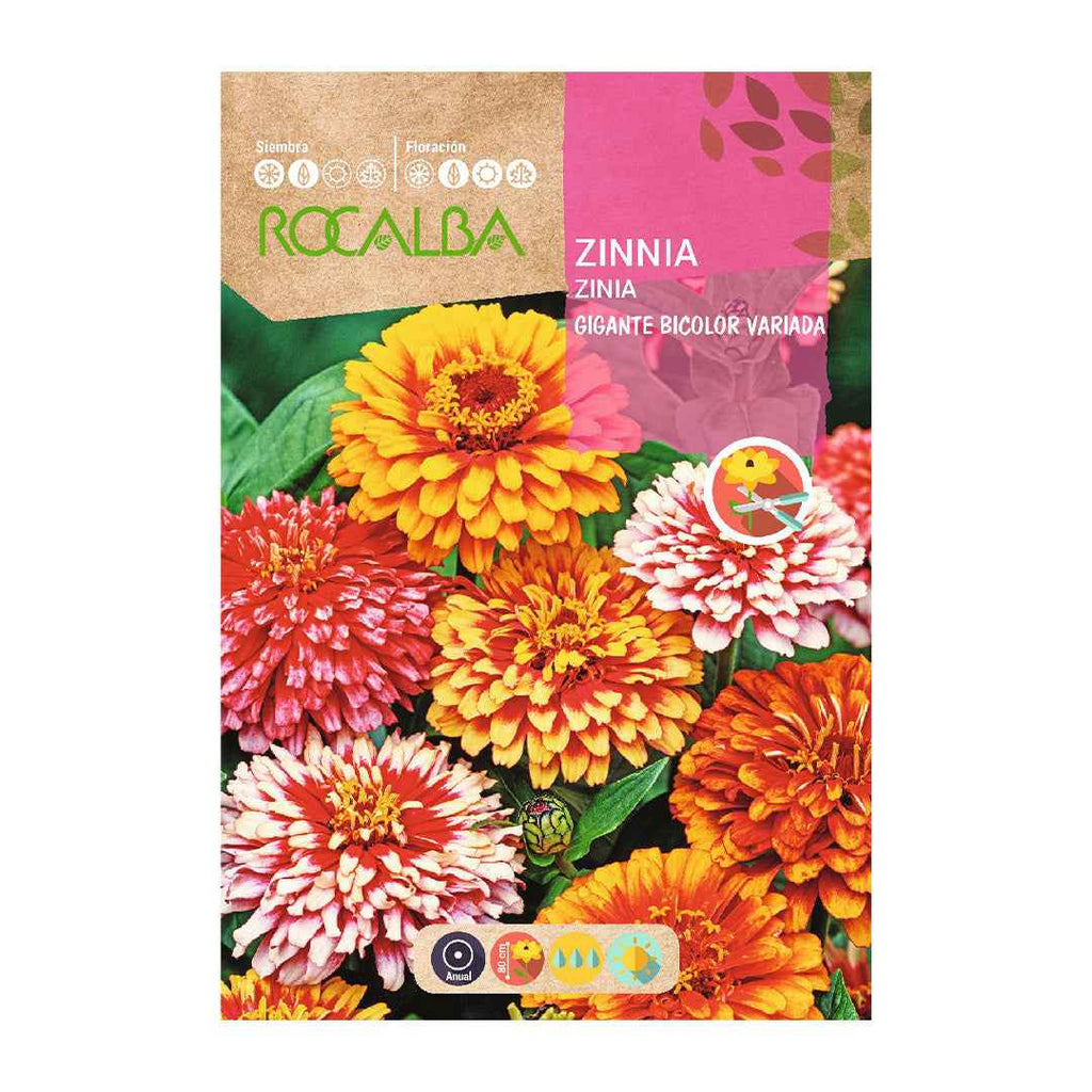 Zinia Gigante Bicolor Variada