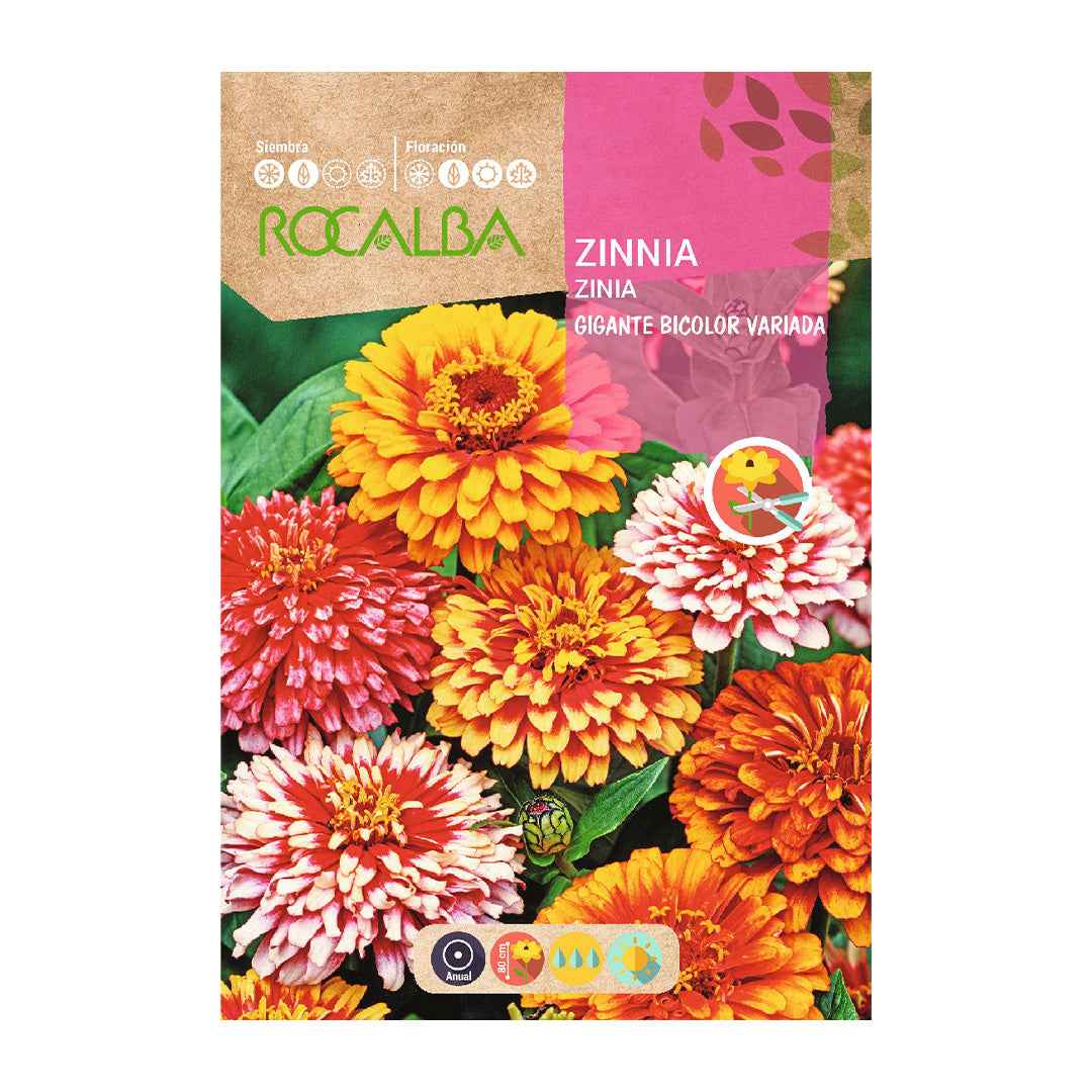 Zinia Gigante Bicolor Variada