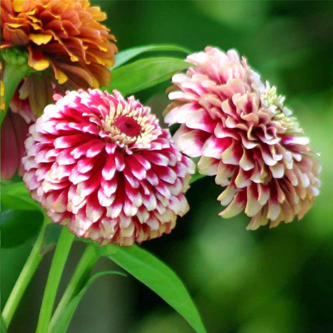Zinia Gigante Bicolor Variada